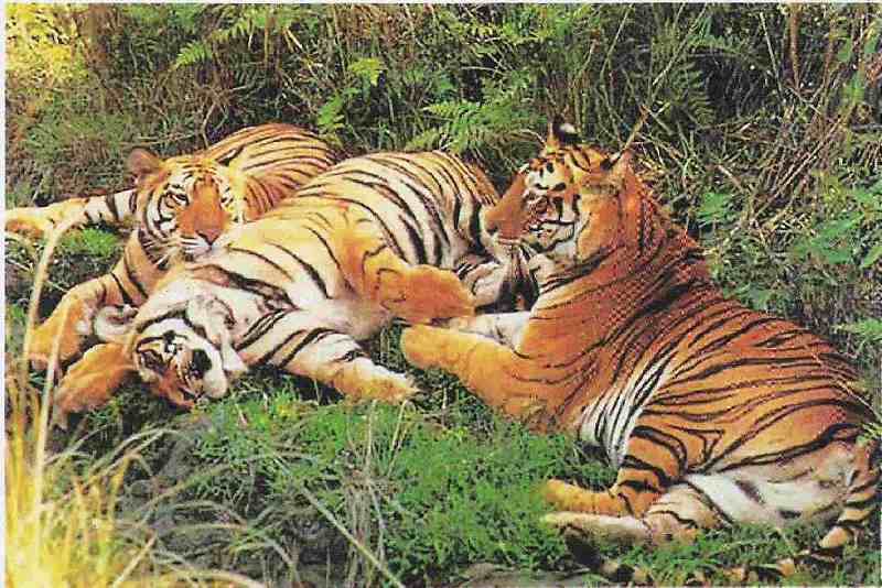 Goa Hotels at Goa Resorts at Goa Tourist Guide Goa Package Tours Goa